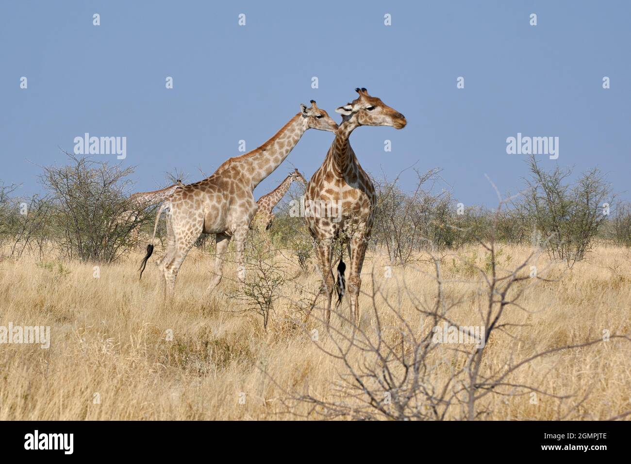 Mandria di giraffe angolane (Giraffa camelopardalis) in prateria nel parco nazionale di Etosha, Namibia, Africa. Foto Stock