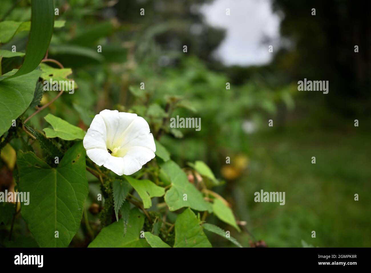 Calystegia sepium, Hedge Bindweed, Common Bindweed Foto Stock