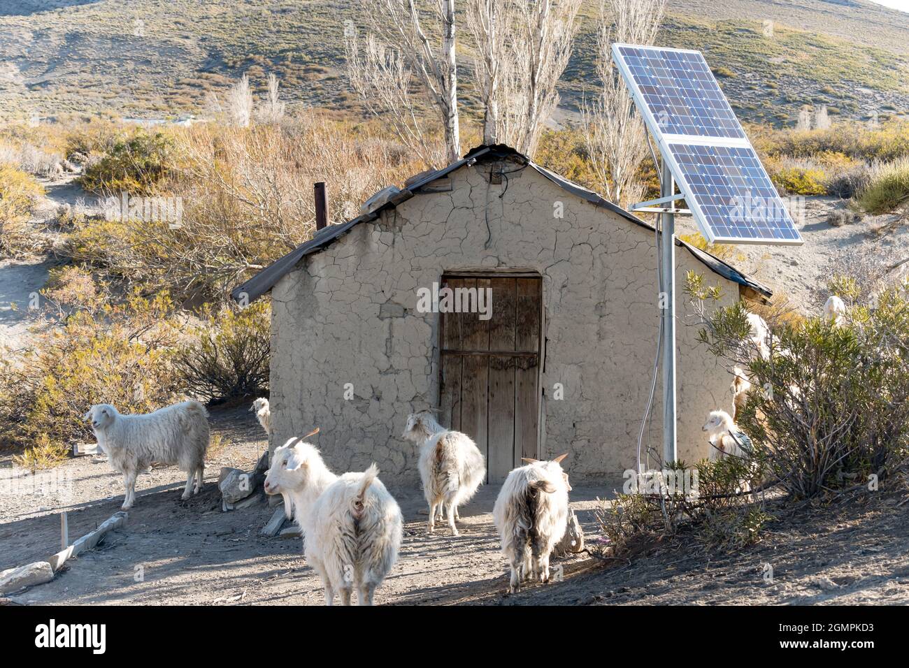 Vecchia casa gaucho con pannelli solari e capre intorno ad esso. Foto Stock