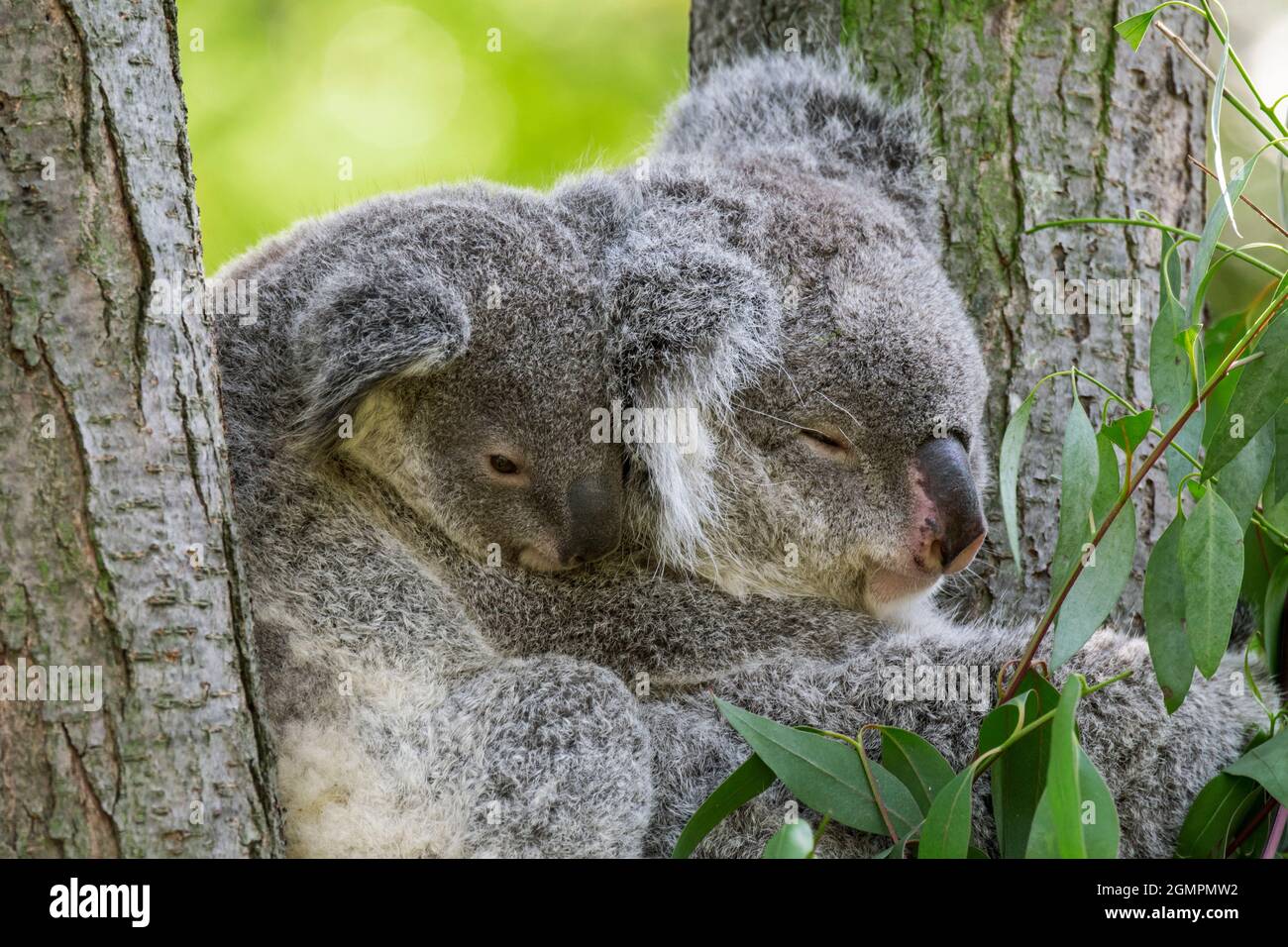 Koala (Phascolarctos cinereus) con giovane riposo in albero, marsupiale nativo in Australia Foto Stock