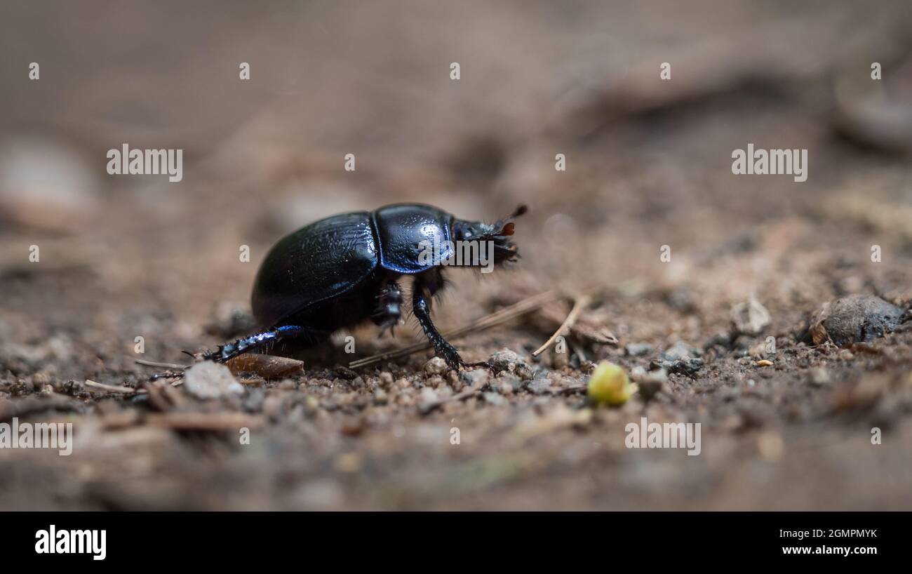 Un coleottero di bosco cammina su un sentiero forestale in primavera nel saarland Foto Stock