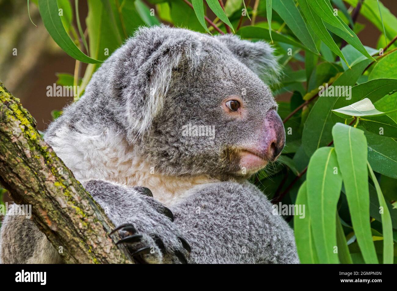 Koala (Phascolarctos cinereus) di appoggio nella struttura ad albero, marsupiale nativo per l'Australia Foto Stock