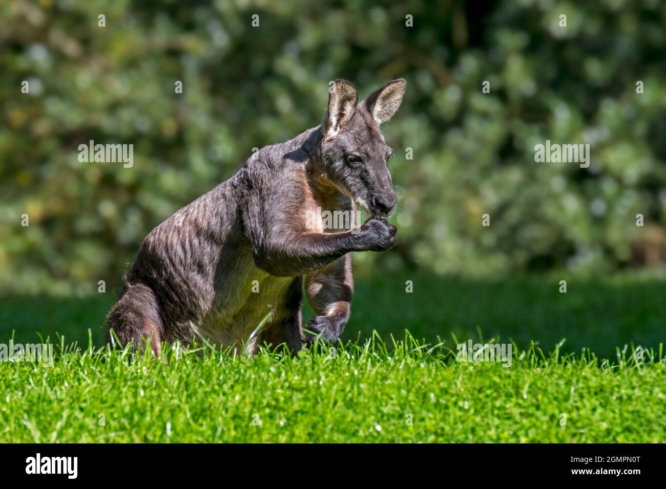 Wallaby palude / wallaby nero / wallaby coda nera / wallaby felce (wallabia bicolore), marsupiale macropode nativo in Australia Foto Stock