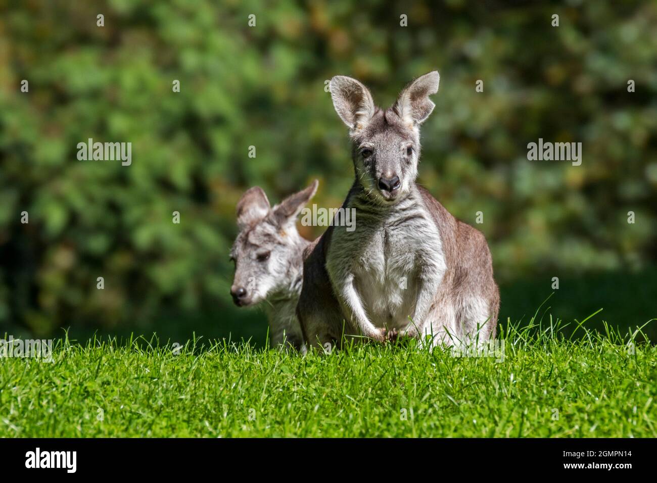 Due wallaby palude / wallaby nero / wallaby coda nera / wallaby felce (wallabia bicolore), marsupiale macropode nativo in Australia Foto Stock