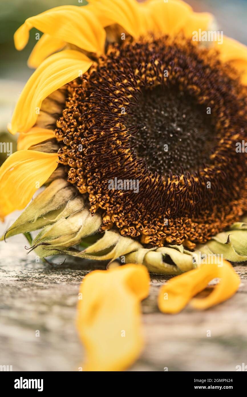 Primo piano di un girasole avvizzente Foto Stock
