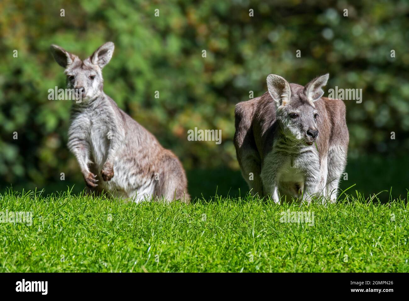 Due wallaby palude / wallaby nero / wallaby coda nera / wallaby felce (wallabia bicolore), marsupiale macropode nativo in Australia Foto Stock