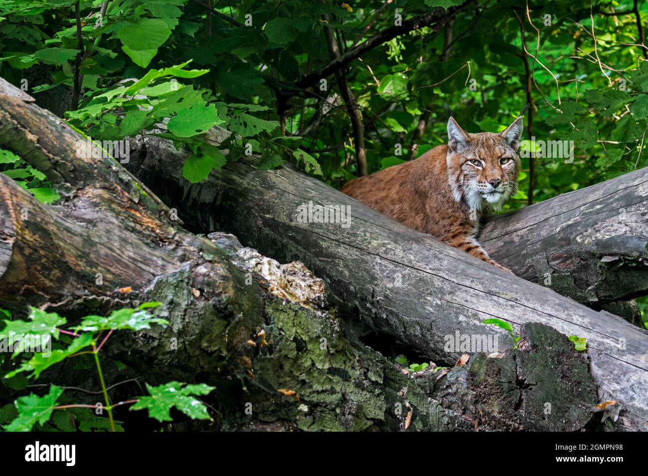 Lynx eurasiatica (lynx lynx) che riposa tra tronchi di alberi caduti nella foresta Foto Stock