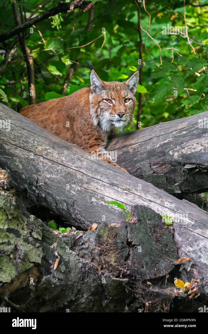 Lynx eurasiatica (lynx lynx) che riposa tra tronchi di alberi caduti nella foresta Foto Stock