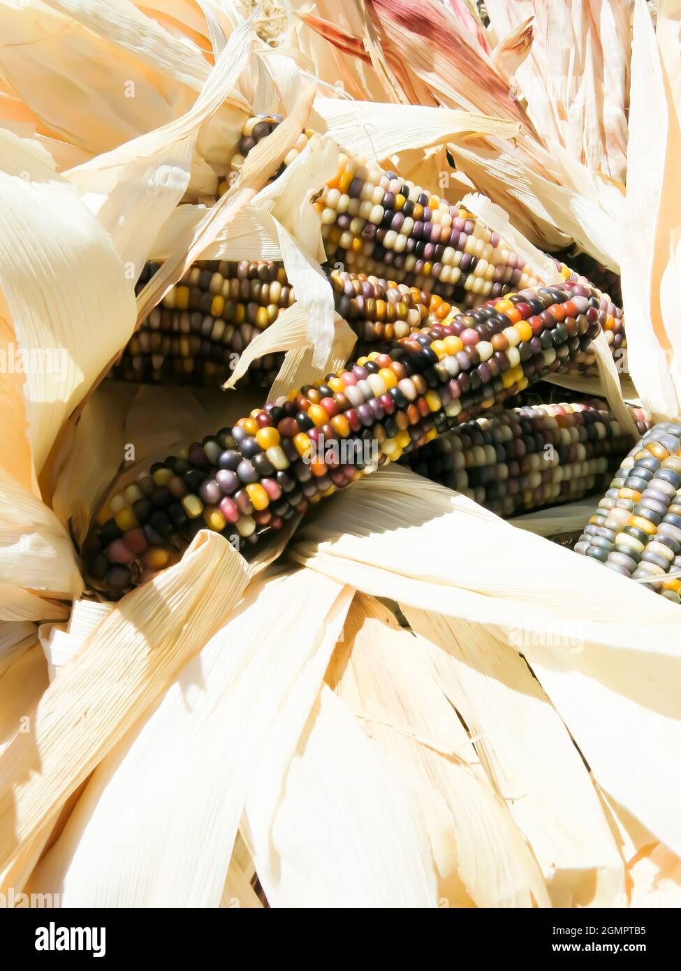 Primo piano Indian Corn Foto Stock