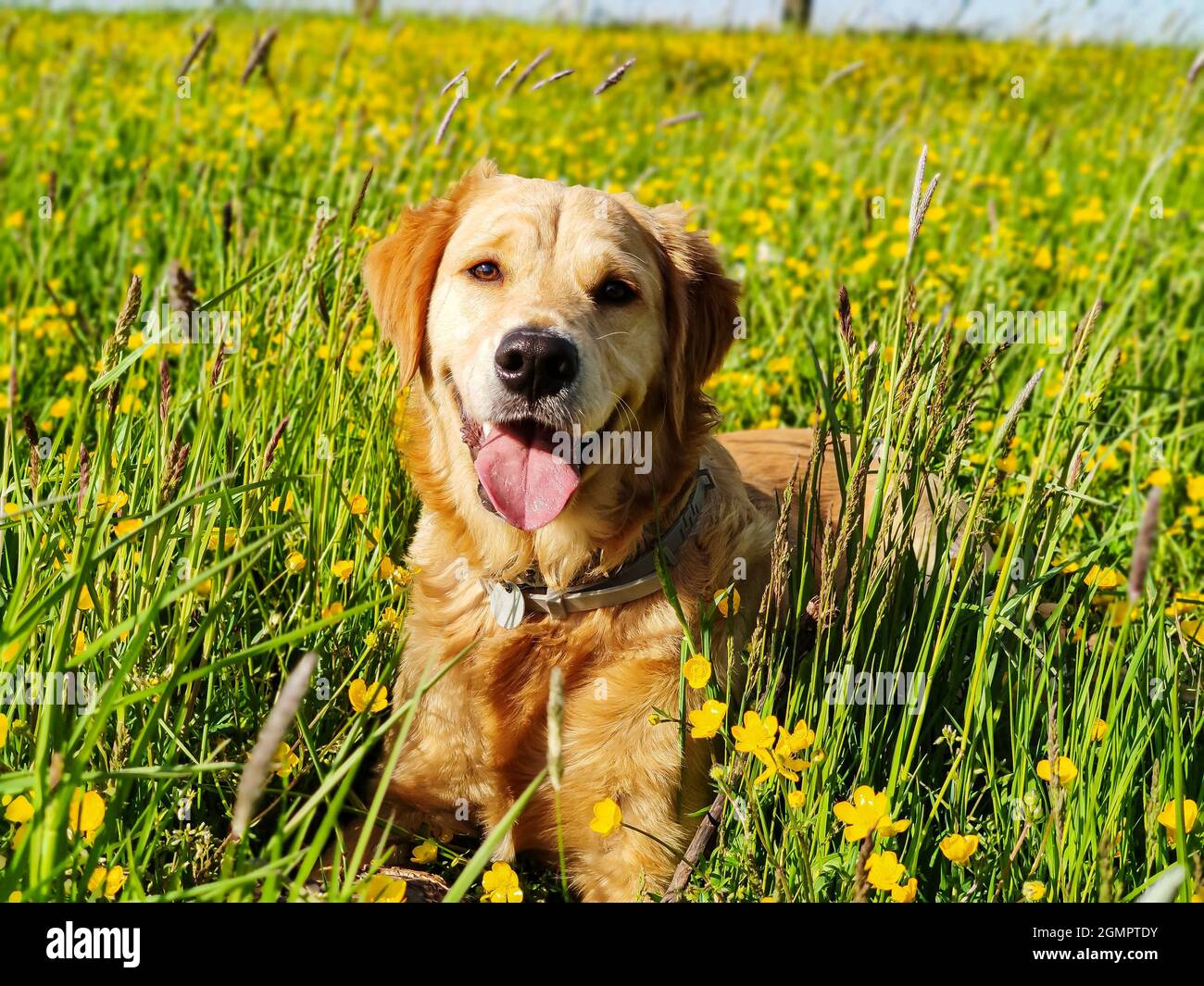 Il Golden Retriever cane Foto Stock