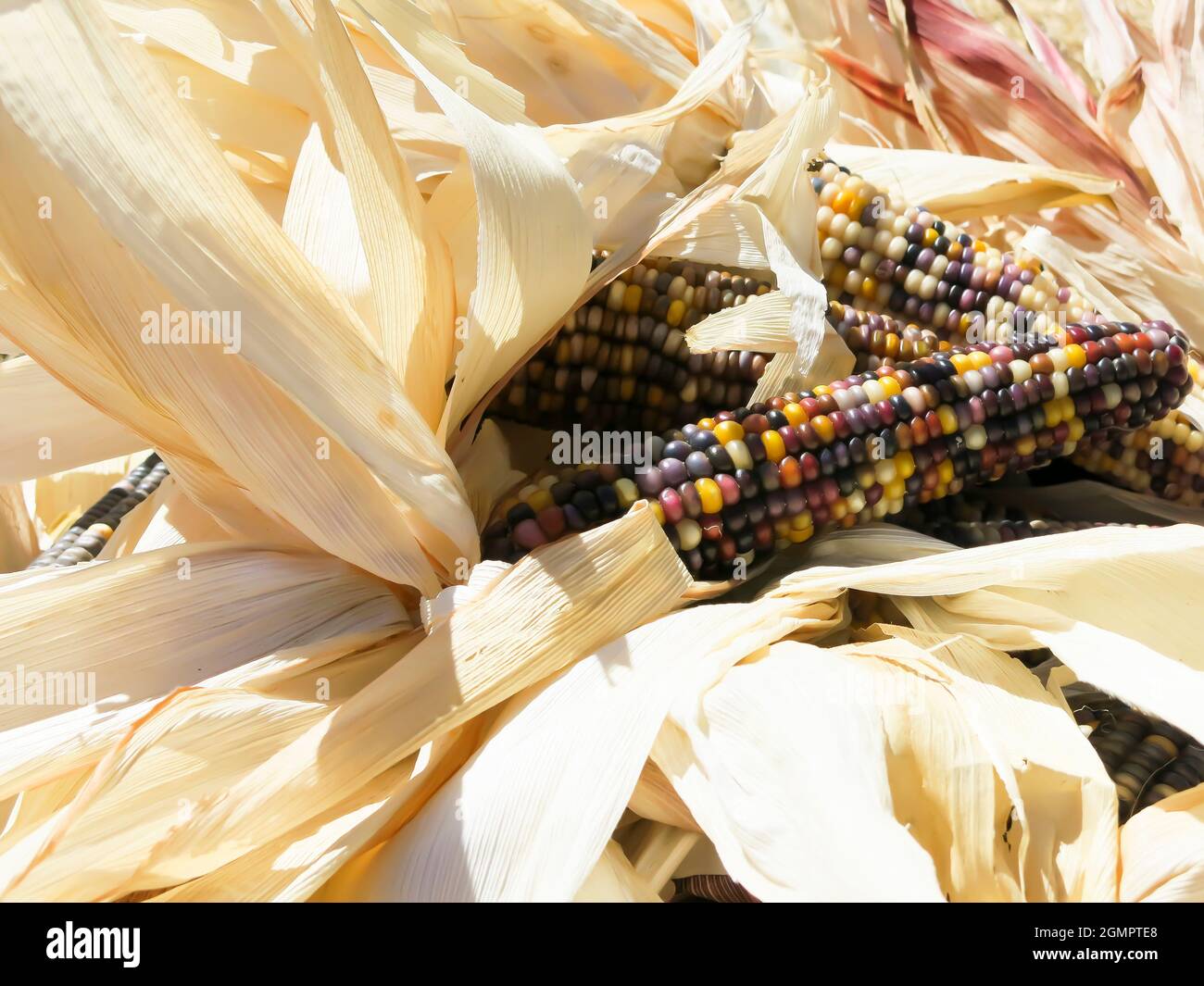 Primo piano Indian Corn Foto Stock