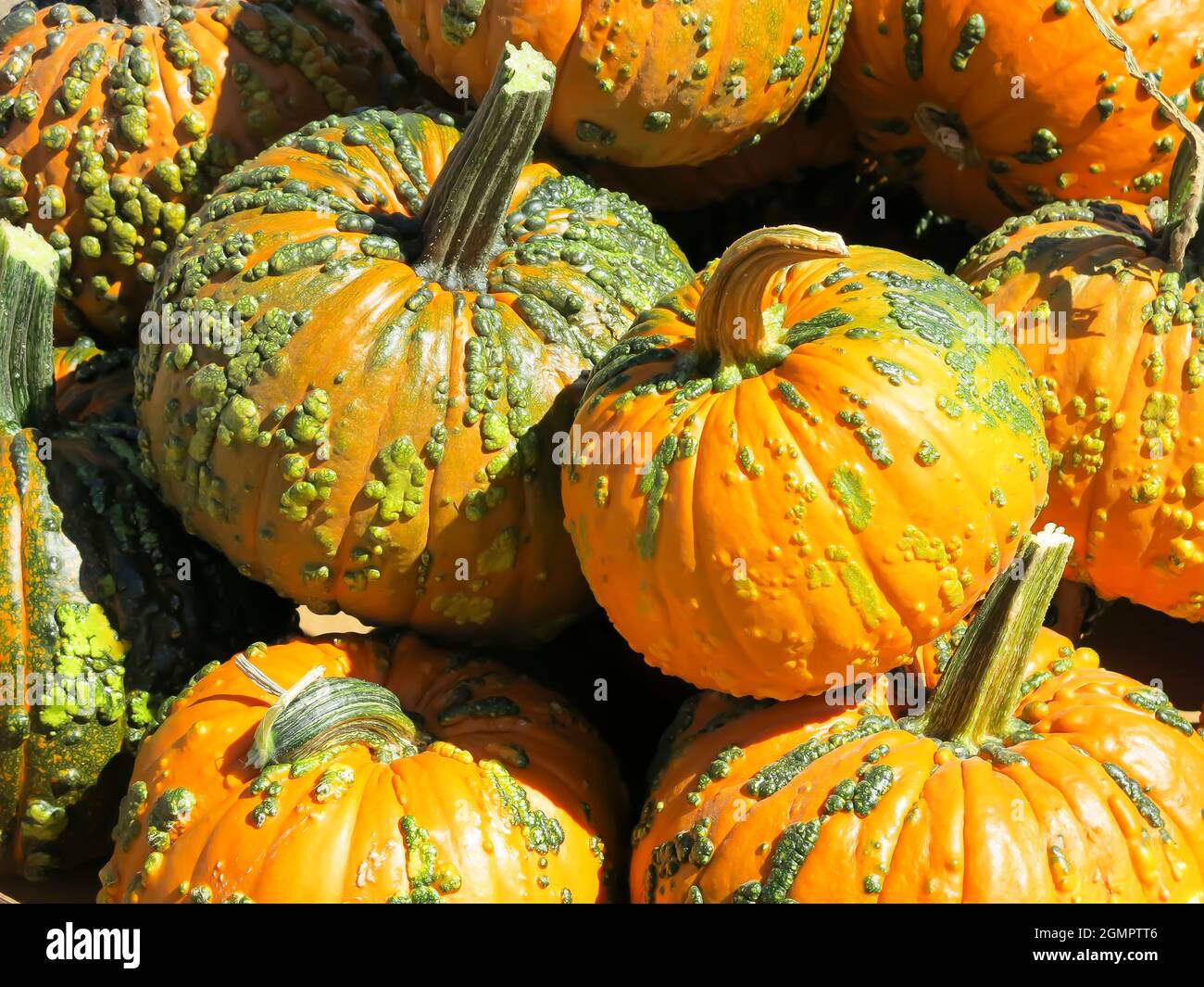 Primo piano Pumpkins a Halloween Foto Stock