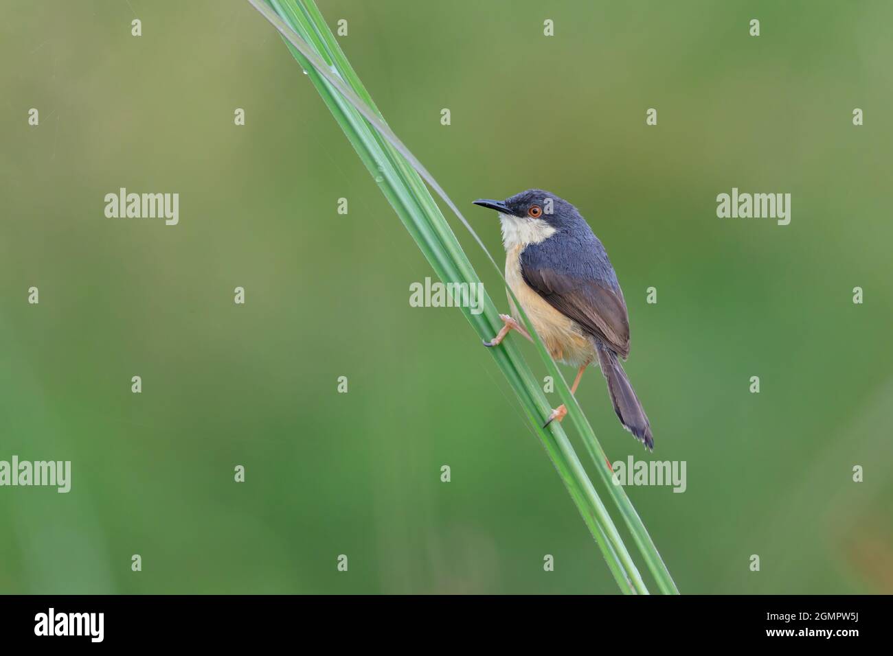 Ashy prinia o Ashy wren-warbler (Prinia socialis) sfondo sfocato Foto Stock