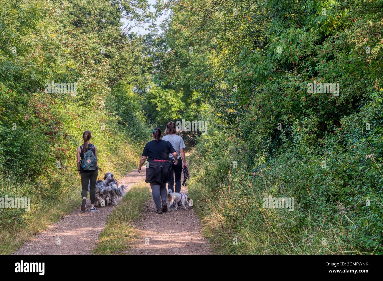 Camminatori del cane che camminano lungo una corsia di paese di Norfolk. Foto Stock