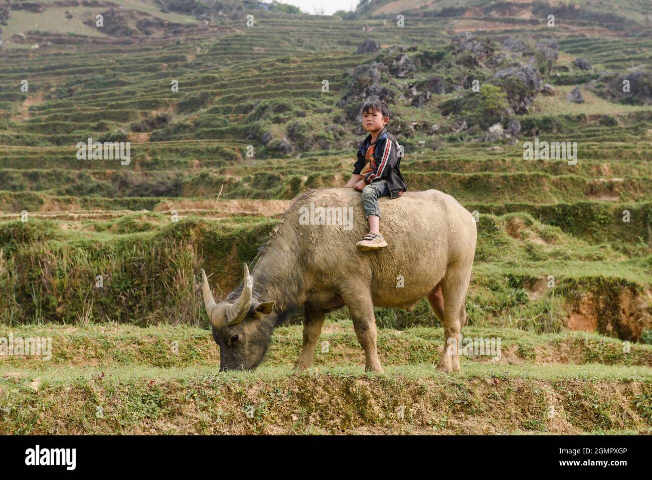 Sapa, Vietnam - 14 aprile 2016: Ragazzo a cavallo di bufala sul campo di riso. I bambini vietnamiti nel villaggio hanno il dovere di prendersi cura degli animali domestici. Foto Stock