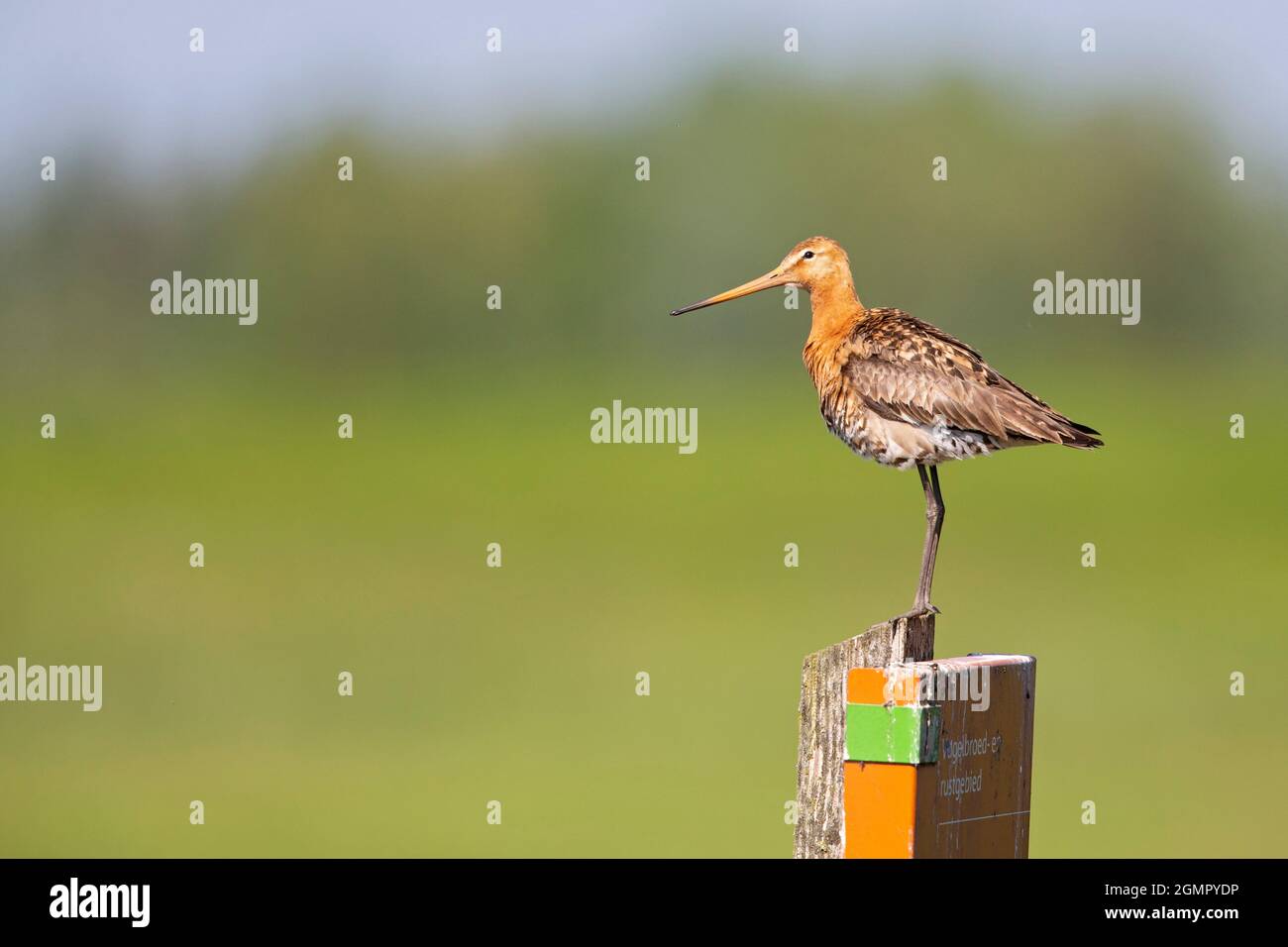 Un godwit dalla coda nera (Limosa limosa) arroccato su un palo che protegge il suo territorio. Foto Stock