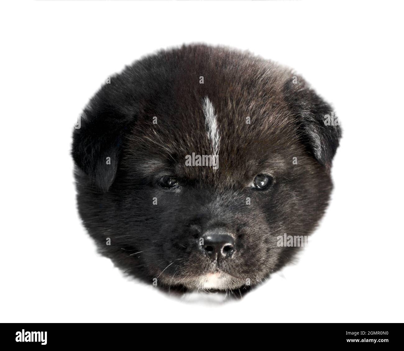 akita inu puppy ritratto di una testa nera su uno sfondo bianco da vicino Foto Stock