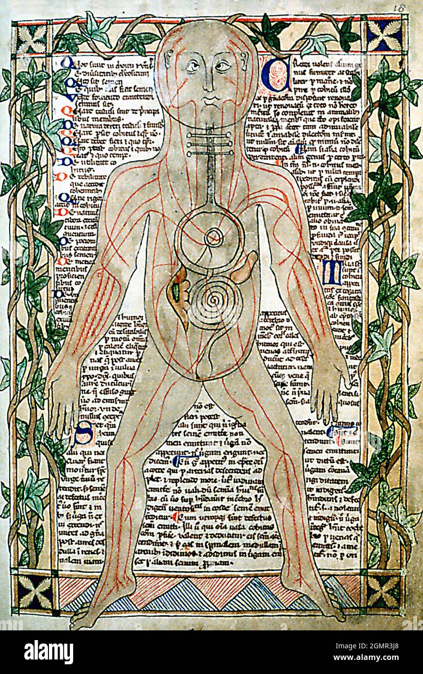 DIAGRAMMA ANATOMICO CIRCA 1292 che mostra le vene di un libro nella Bodley Library Foto Stock