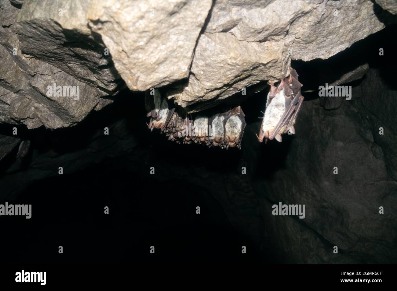 Pipistrelli con minor numero di orecchie di topo (Myotis blytii) nella grotta. I pipistrelli si riuniscono per l'ibernazione in numerose colonie dense, meno spesso dormono in piccoli gruppi. Diffusione Foto Stock