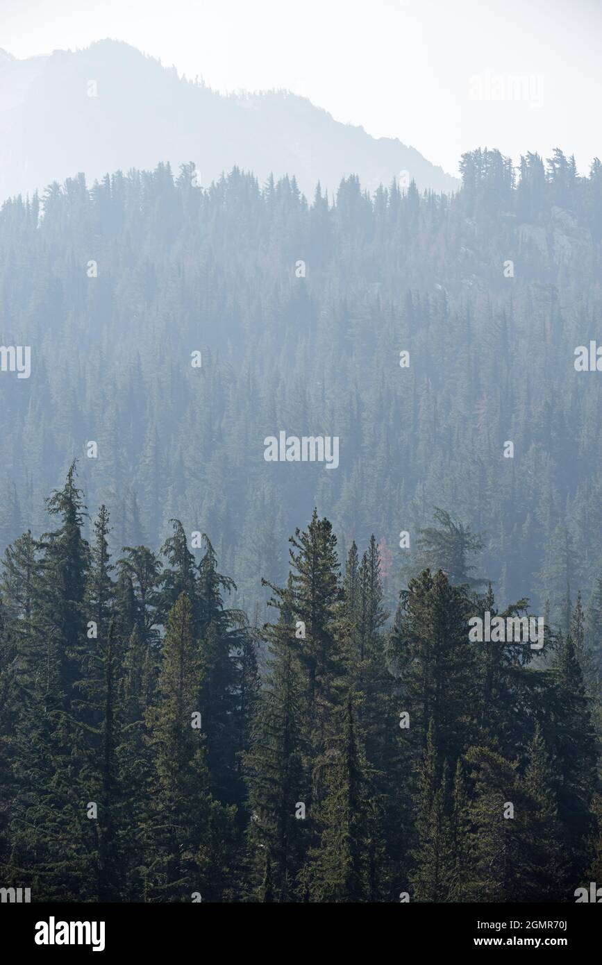 creste coperte di pino sbiadiscono nella foschia in lontananza Foto Stock