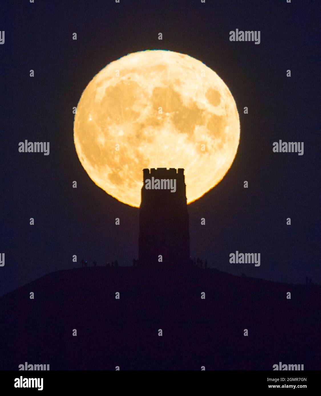 Glastonbury, Somerset, Regno Unito. 20 settembre 2021. Meteo Regno Unito. L’intera Harvest Moon si innalza nel cielo limpido notturno da dietro la St Michael’s Tower a Glastonbury Tor nel Somerset. Picture Credit: Graham Hunt/Alamy Live News Foto Stock Glastonbury, Somerset, Regno Unito. 20 settembre 2021. Meteo Regno Unito. L’intera Harvest Moon si innalza nel cielo limpido notturno da dietro la St Michael’s Tower a Glastonbury Tor nel Somerset. Picture Credit: Graham Hunt/Alamy Live News Foto Stock