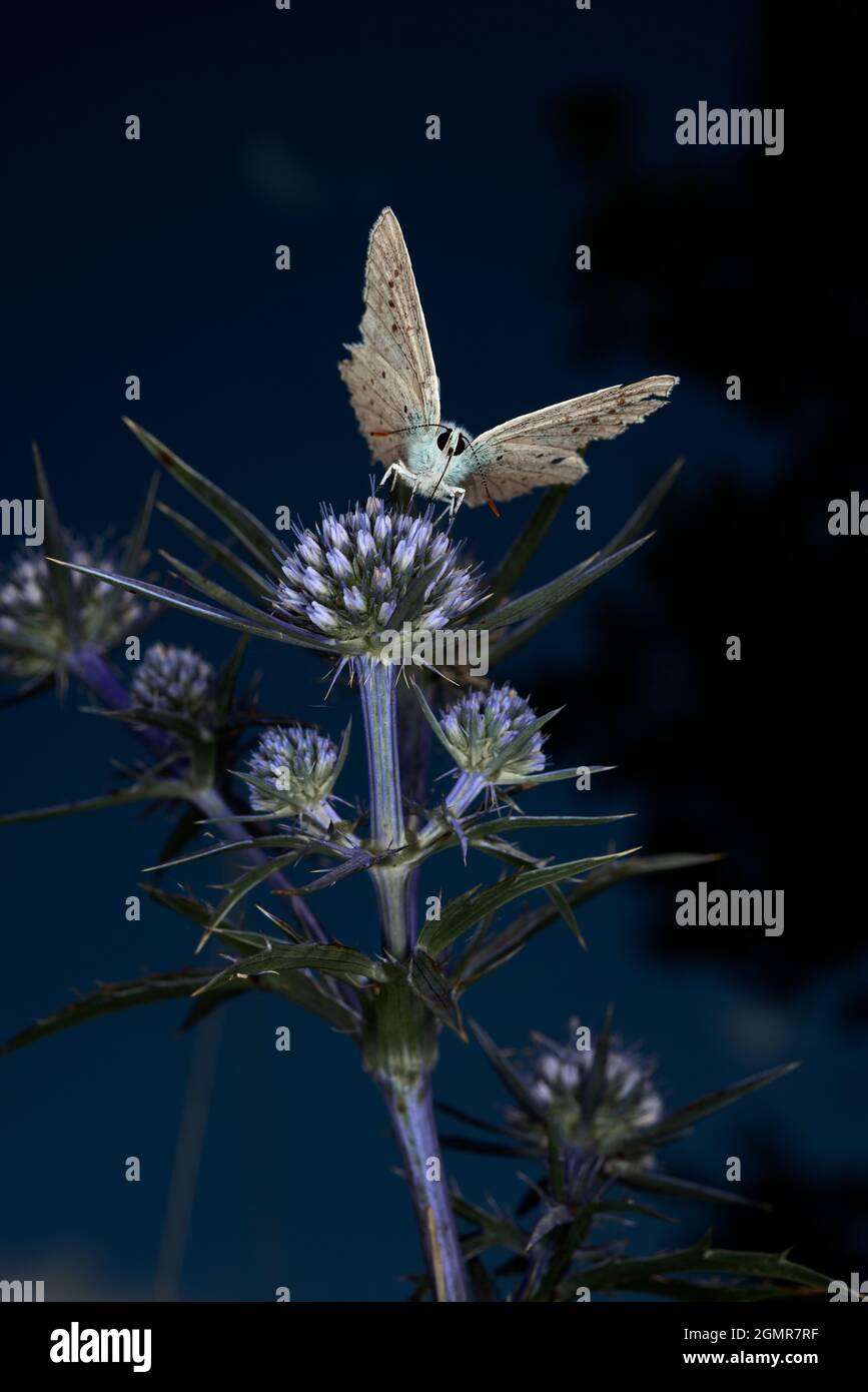 Plebejus argyrognomon farfalla sul fiore blu di montagna Foto Stock