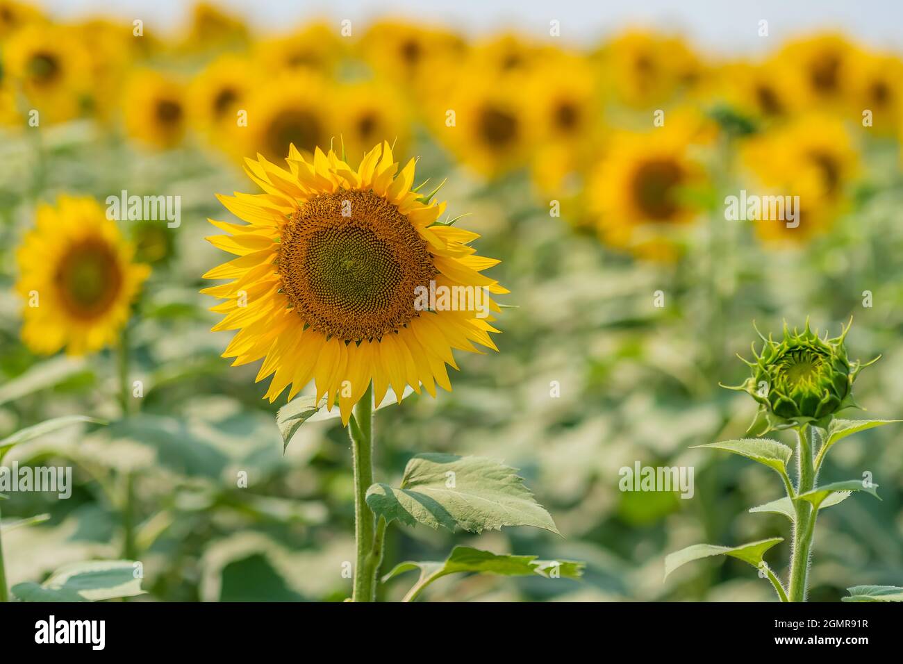 Un girasole giallo brillante, un girasole non aperto cresce accanto ad esso su uno sfondo sfocato di un campo con girasoli Foto Stock