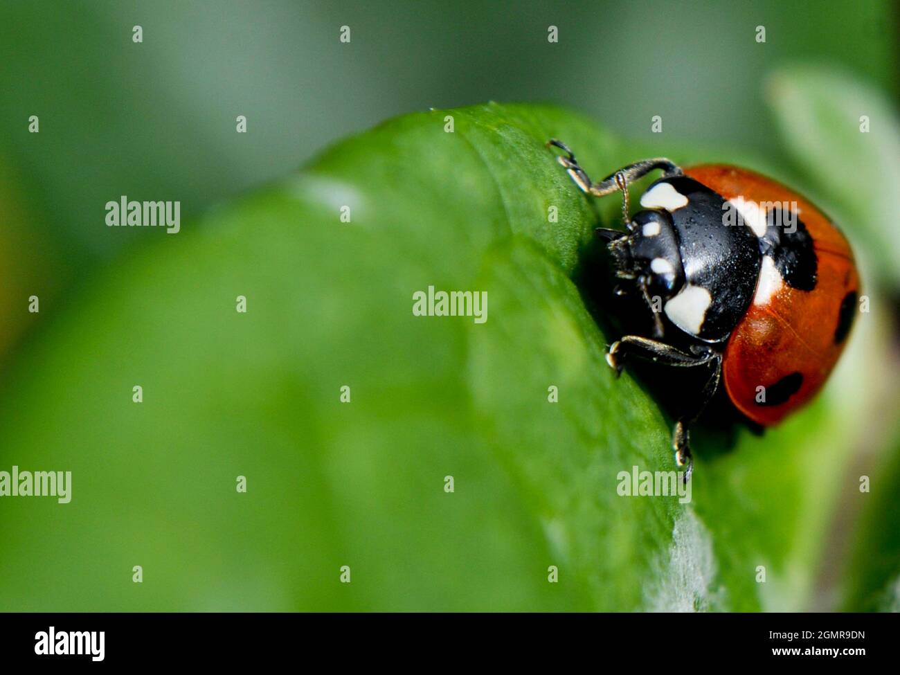 Ladybird (Coccinellidae) su una foglia Foto Stock