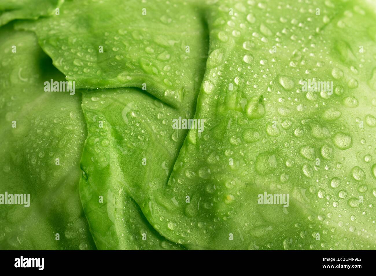 primo piano della superficie del cavolo, sfondo della texture del cavolo Foto Stock