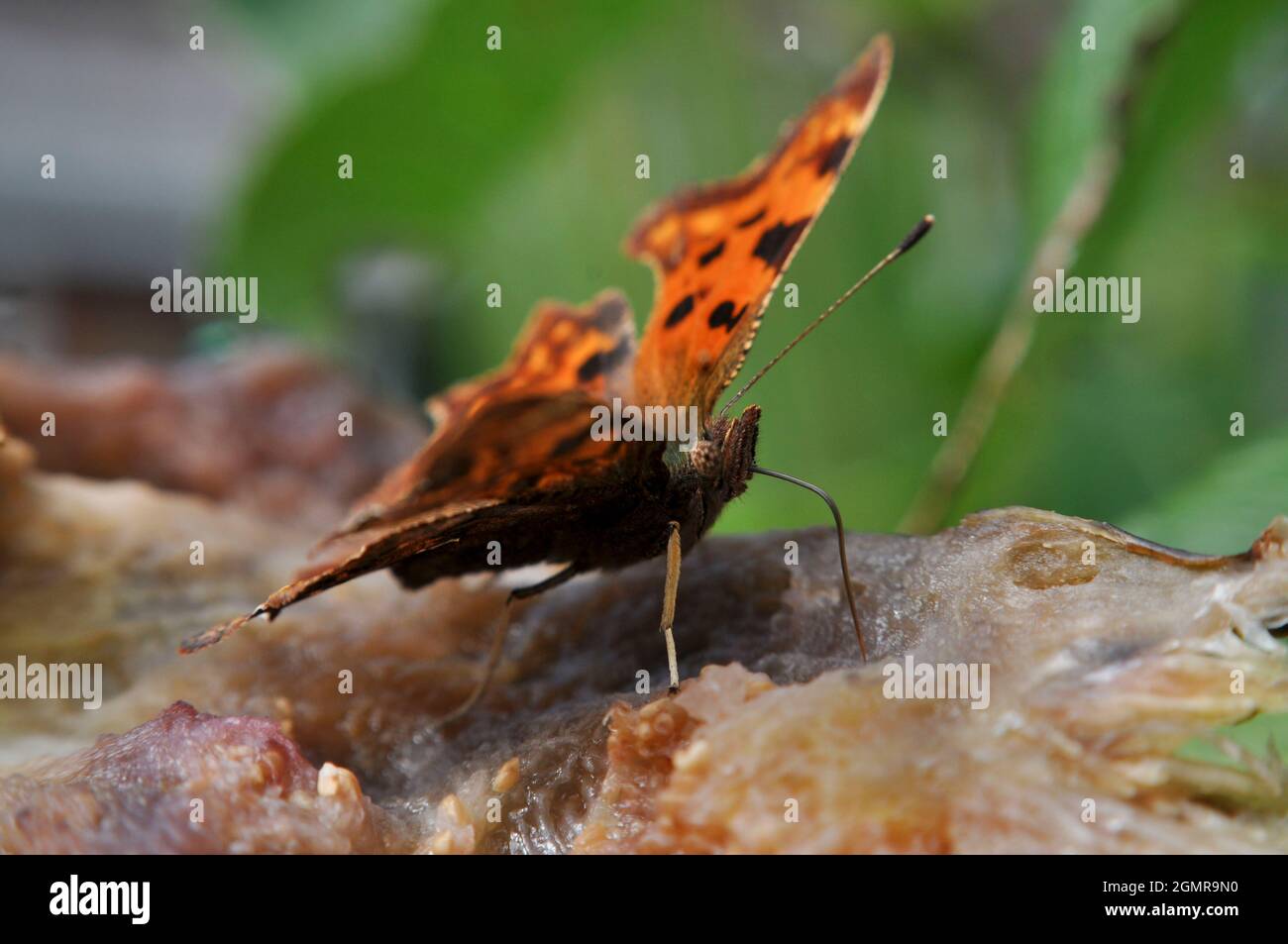 Comma Butterfly (Polygonia c-album) mangiare un fico maturo nel mese di settembre Foto Stock