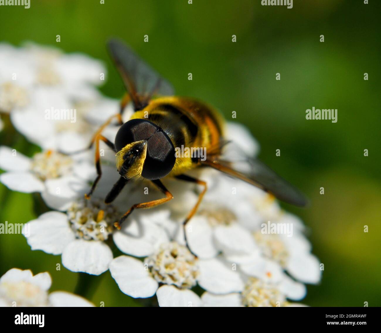 Hornet mimic hoverfly (Volucella zonaria) che riposa su un fiore bianco achillea nel mese di settembre Foto Stock