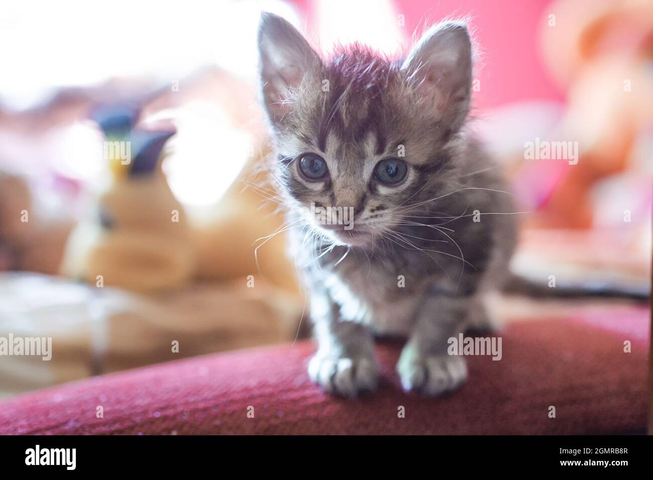 Piccole strisce grigio gattino sta cercando nel telaio. gattino è di 1 mese di età. Gattino neonato senza la mamma. Foto Stock