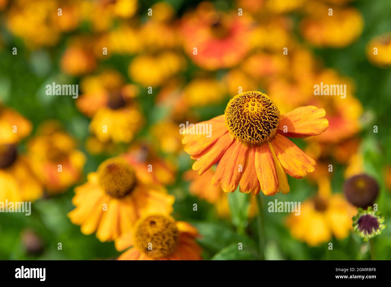 Primo piano dei fiori comuni di sneezeweed (helenium autumnale) in fiore Foto Stock