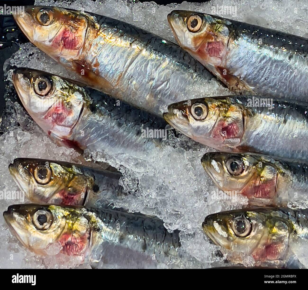 Sardine Foto Stock