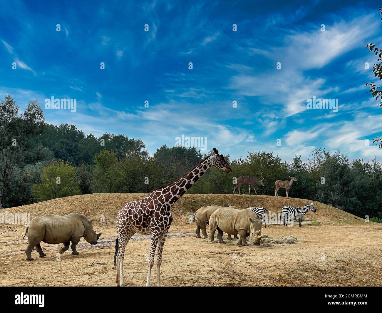 Safari Foto Stock