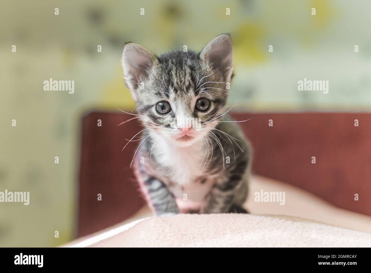 Piccole strisce grigio gattino sta cercando nel telaio. gattino è di 1 mese di età. Gattino neonato senza la mamma. Foto Stock