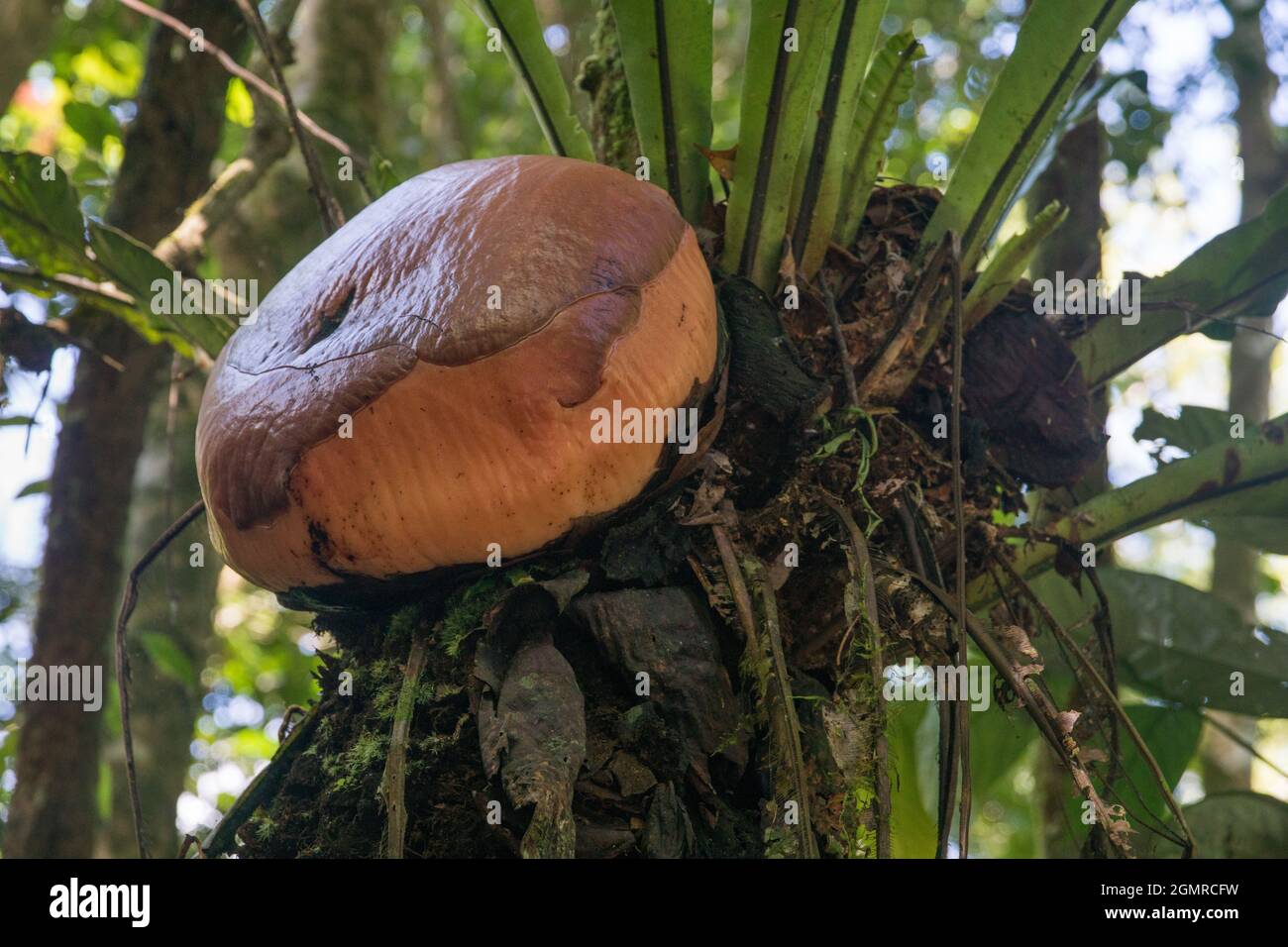 primo piano di germogli di raflesia rosso fiore più grande del mondo nella foresta pluviale della malesia Foto Stock