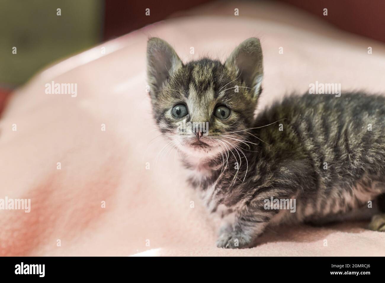 Piccole strisce grigio gattino sta cercando nel telaio. gattino è di 1 mese di età. Gattino neonato senza la mamma. Foto Stock