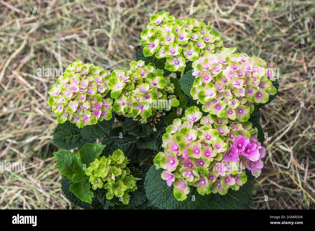 Hydrangea macrophylla Magical Amethyst Hokomathyst Foto Stock
