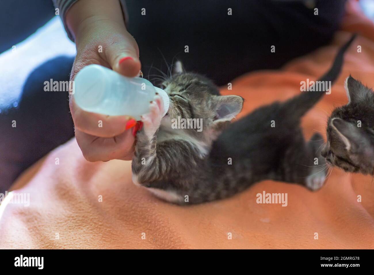 Piccolo gattino grigio beve latte da una bottiglia. Nutrendo gattini senza  un gatto che allatta. Gattini su alimentazione artificiale. Il bambino  orfano carino che allattano a mano Foto stock - Alamy