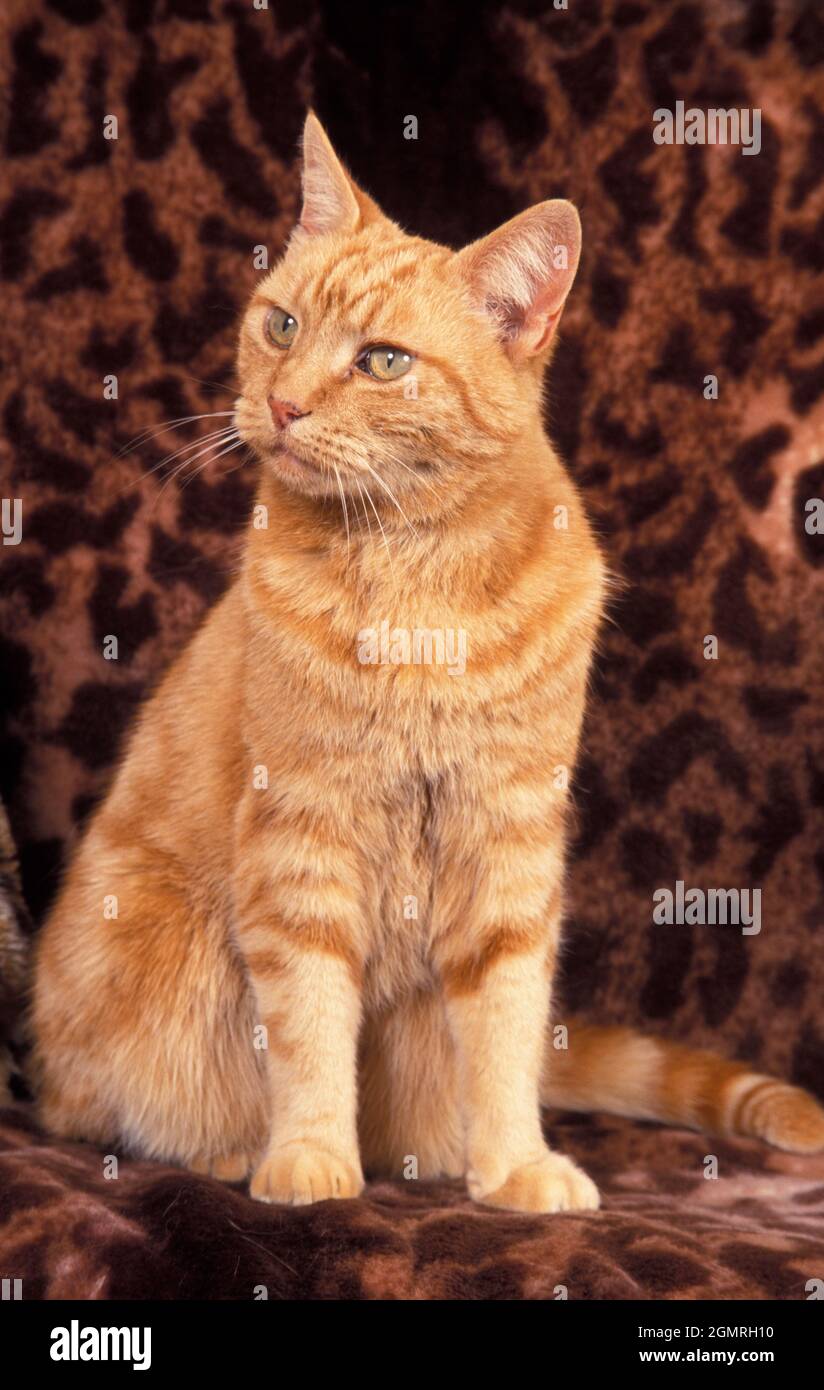 gatto zenzero seduto su coperta motivo leopardo Foto Stock