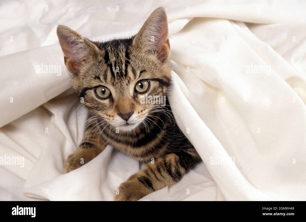 gatto tabby giovanile sotto coperta Foto Stock