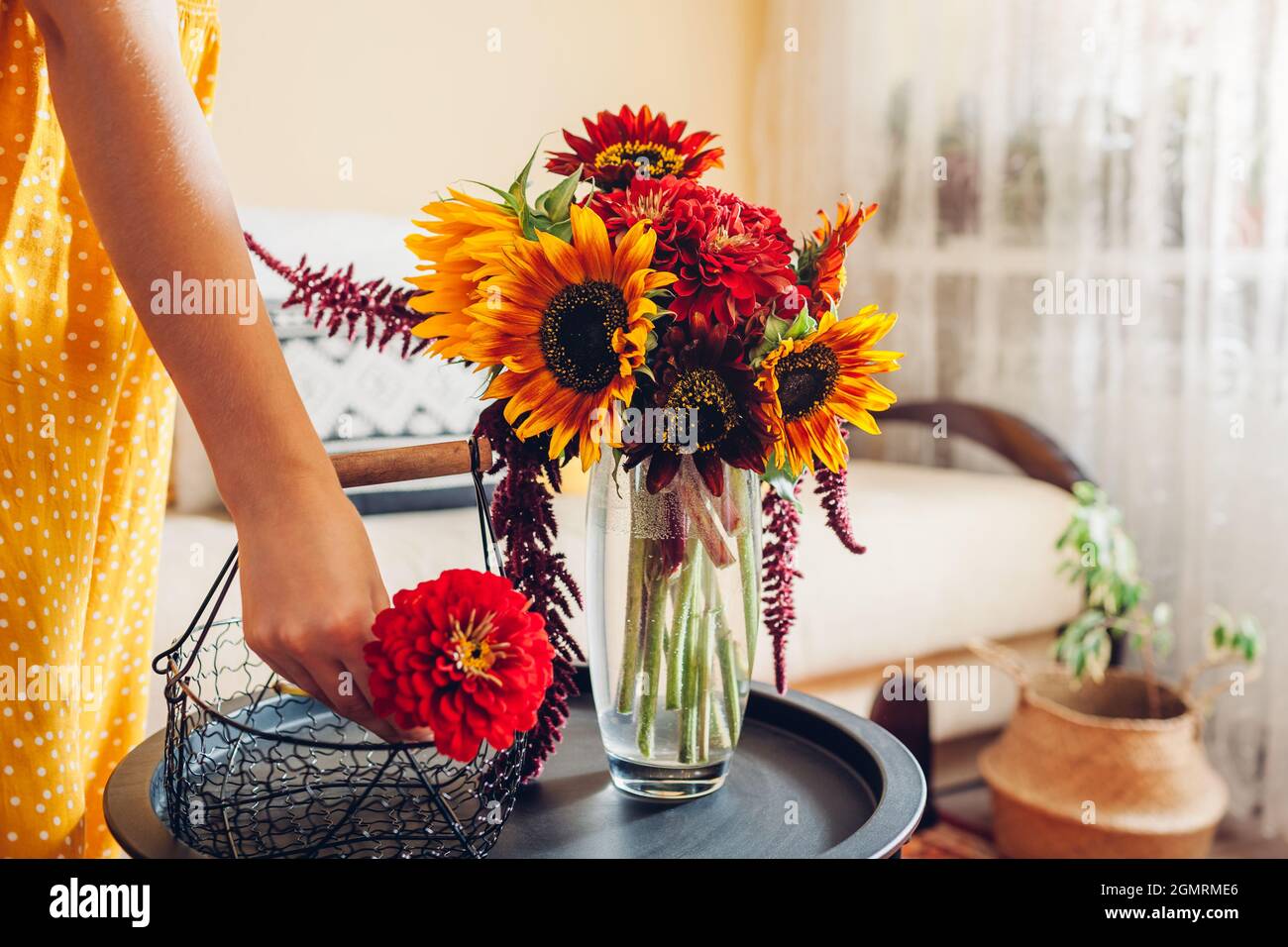 Primo piano della disposizione del bouquet. Donna mette girasoli e zinnie in vaso sul tavolo a casa. Fresco autunno giallo rosso marrone fiori. Interni e decorazioni Foto Stock