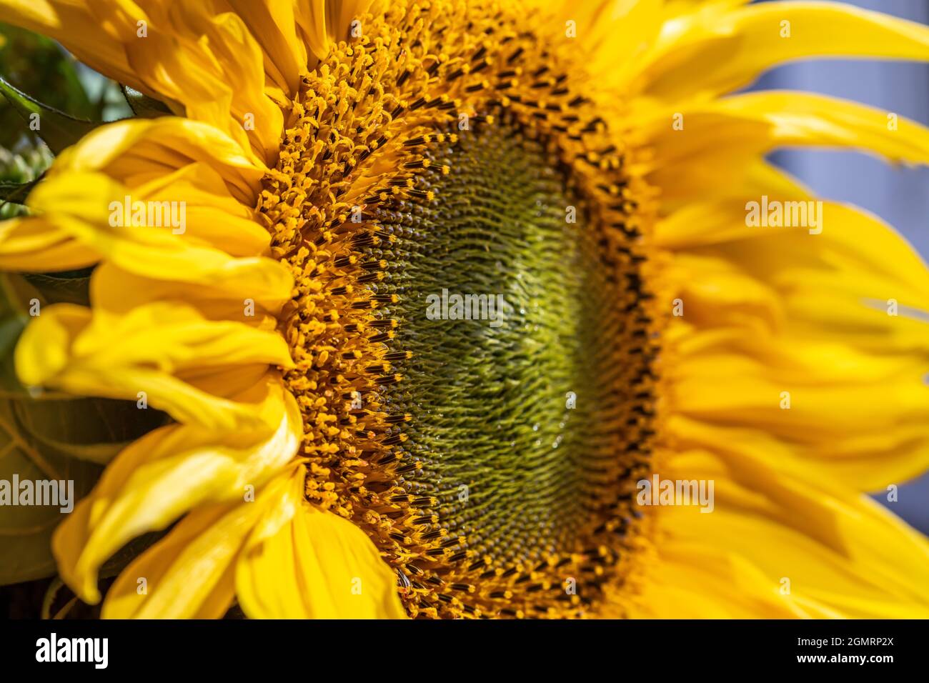 timens di fiore di girasole in primo piano Foto Stock