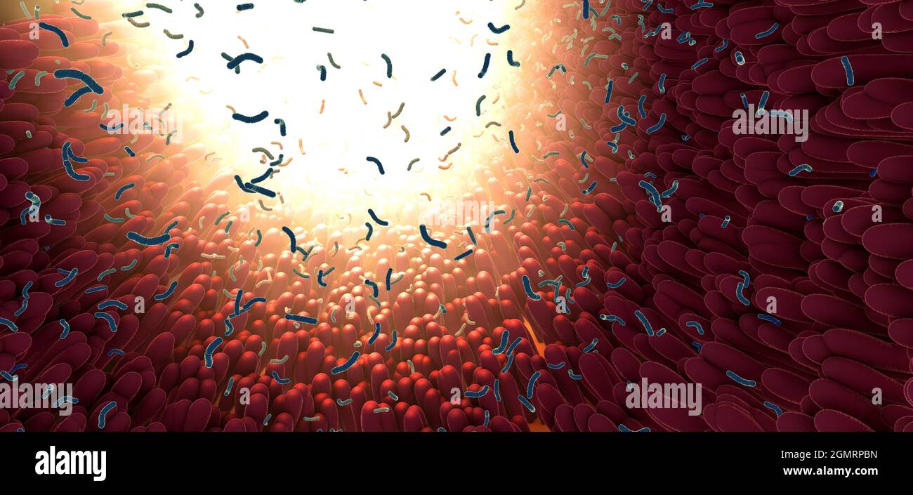 Batteri come parte del microbioma intestinale nel tratto digestivo - illustrazione 3d Foto Stock