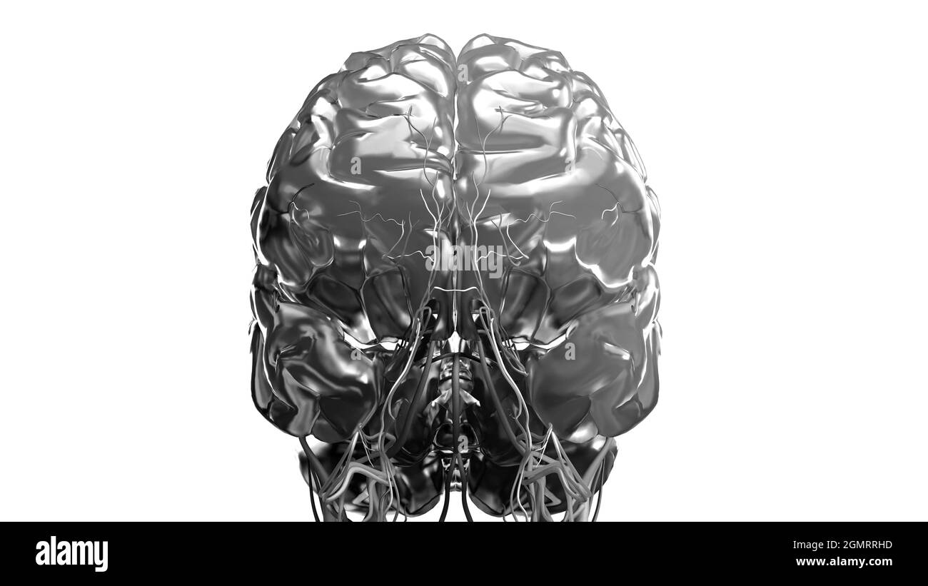 Cervello, illustrazione Foto Stock