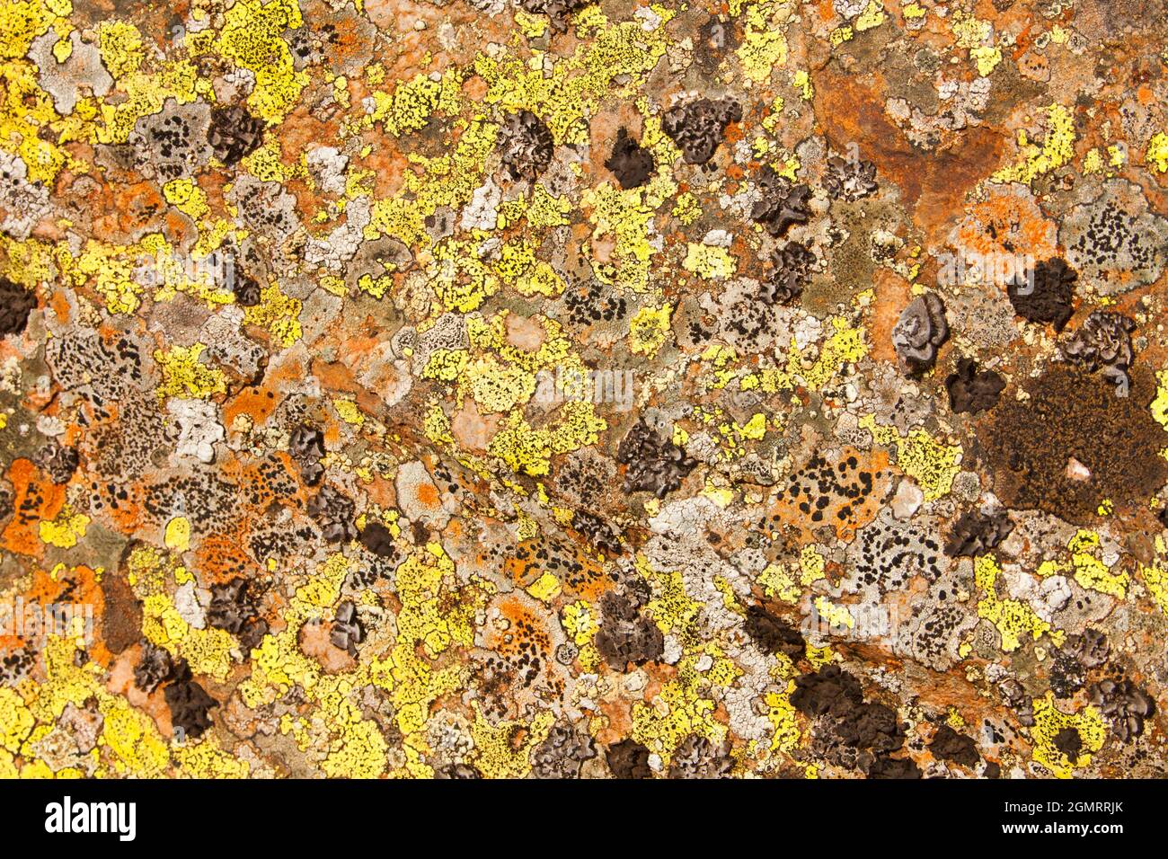 Comune lichene arancione Foto Stock