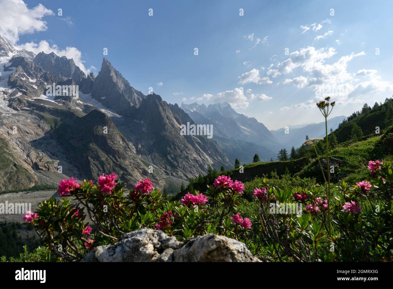 Fiori rosa in primo piano sfocato e montagne sullo sfondo con macchie di neve Foto Stock