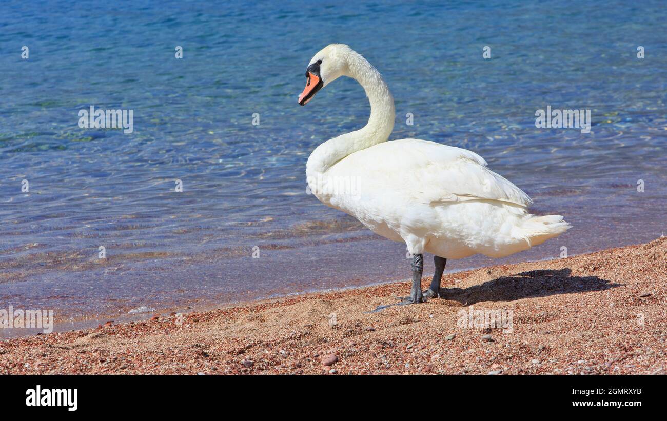 Un grazioso cigno muto sulla spiaggia di Sveti Stefan, Montenegro Foto Stock