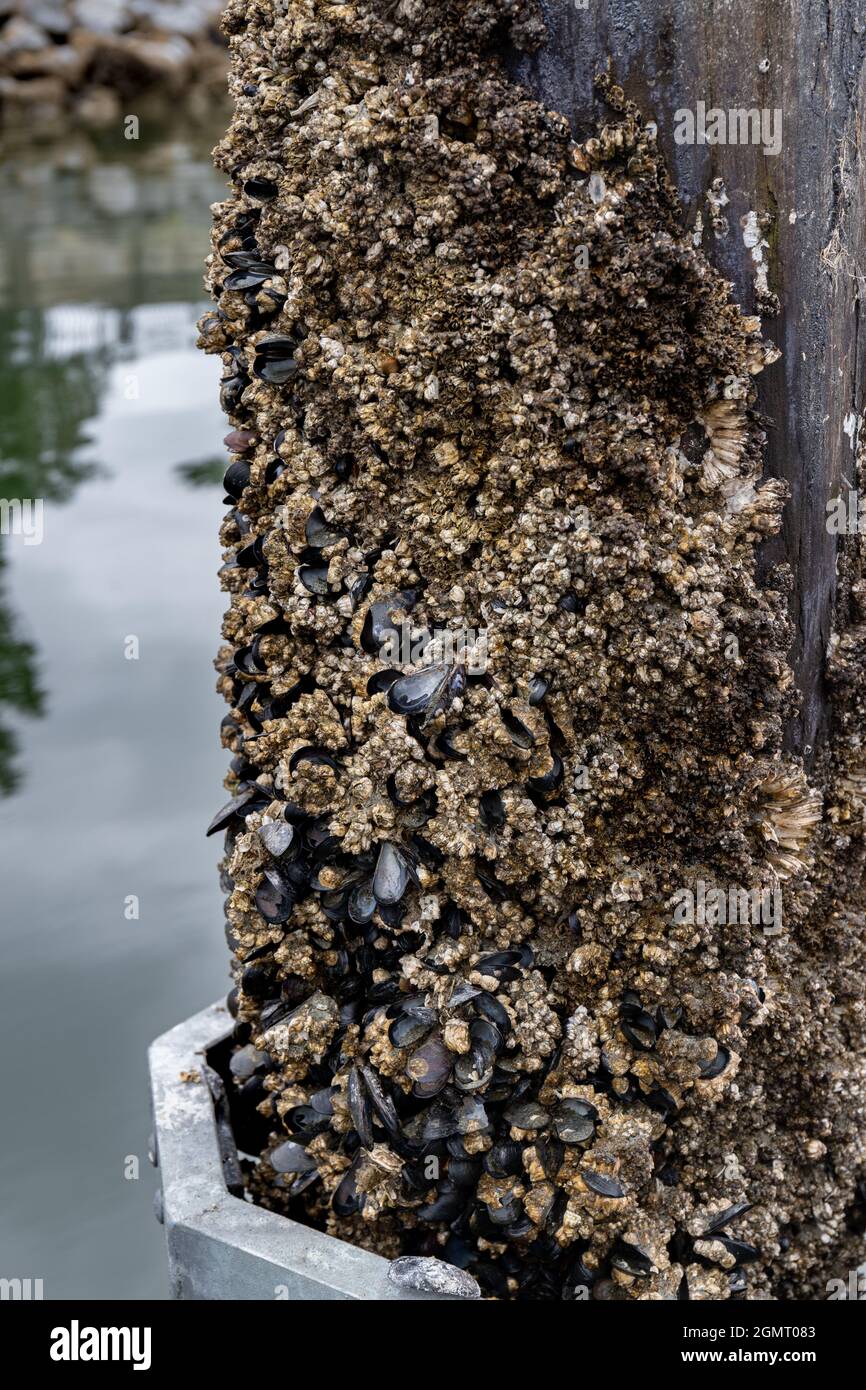 Primo piano dettaglio delle cozze che crescono sul Dock Post presso una Marina Foto Stock